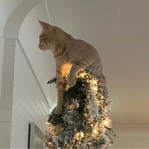 Meet your Posher, Delicia